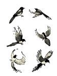 多样飞鸟姿态插画