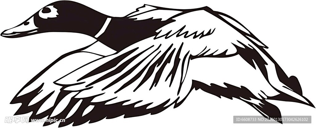 展翅飞翔的鸭子