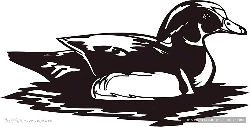 水中游弋的鸭子