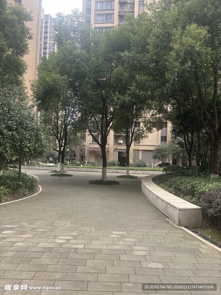 小区内的林荫步道