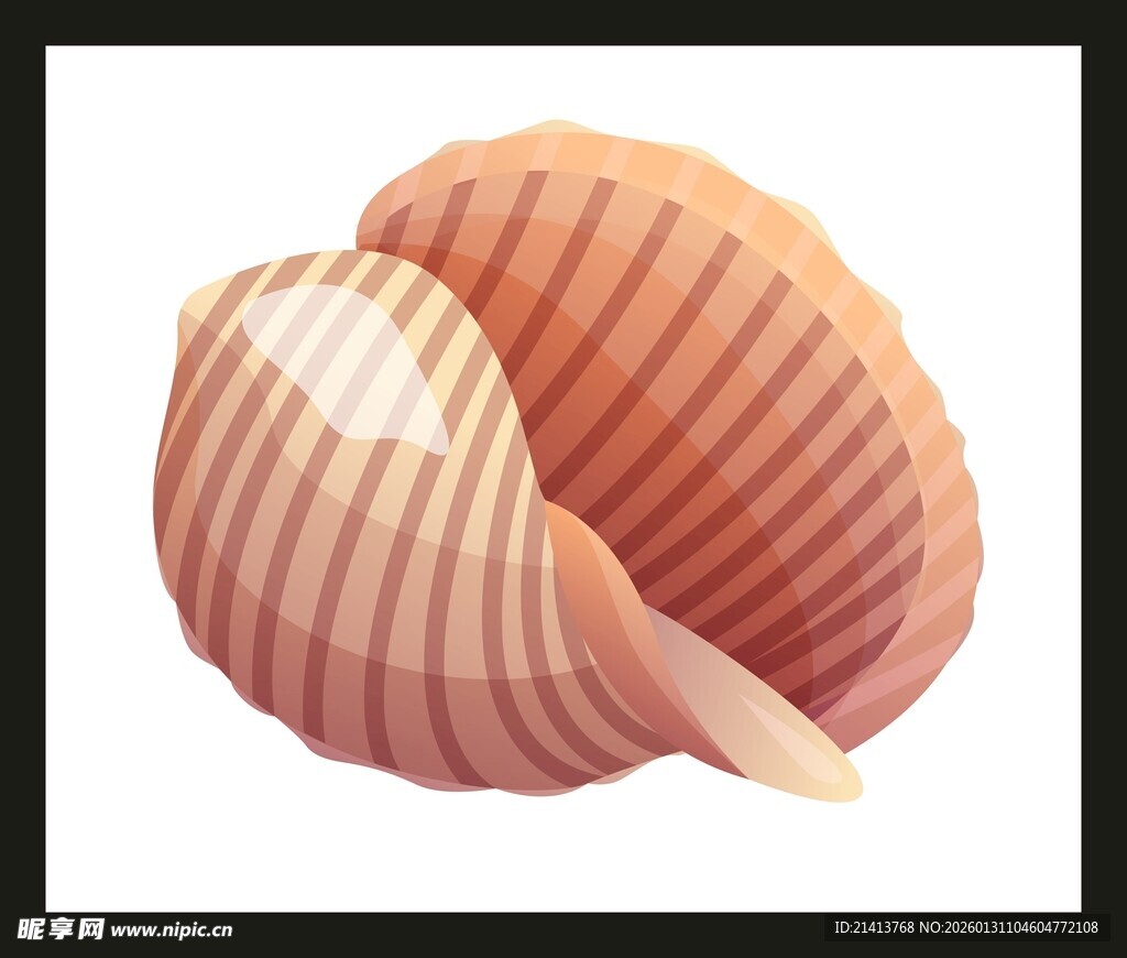 彩色条纹贝壳插画