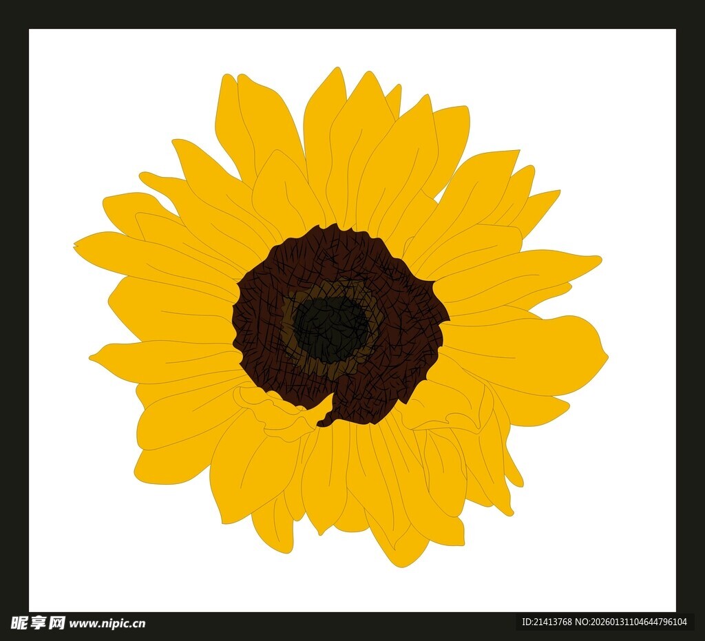 黄色向日葵花朵特写