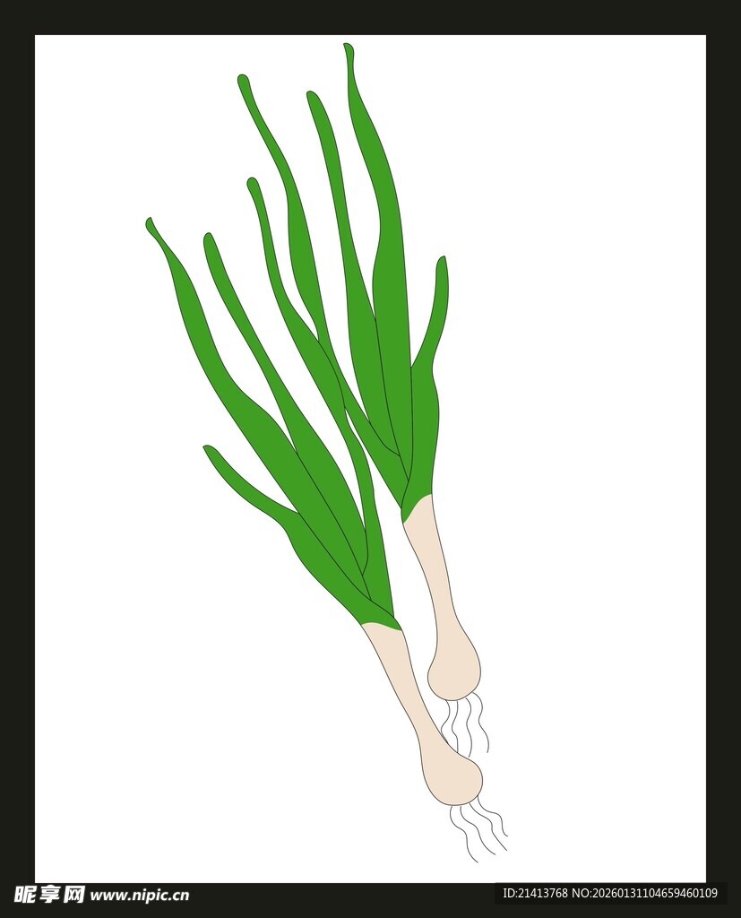 新鲜青葱插画