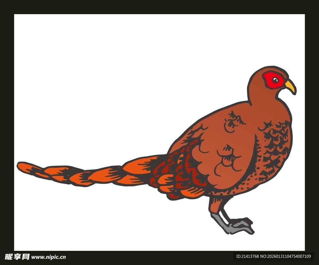 手绘彩色长尾野鸡