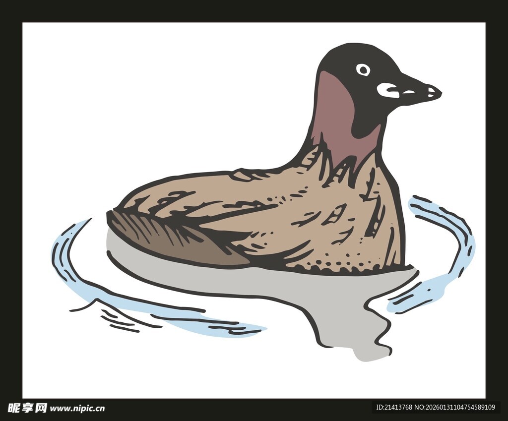 水中游弋的鸭子