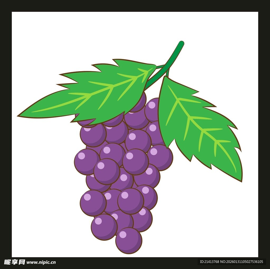 紫色葡萄插画