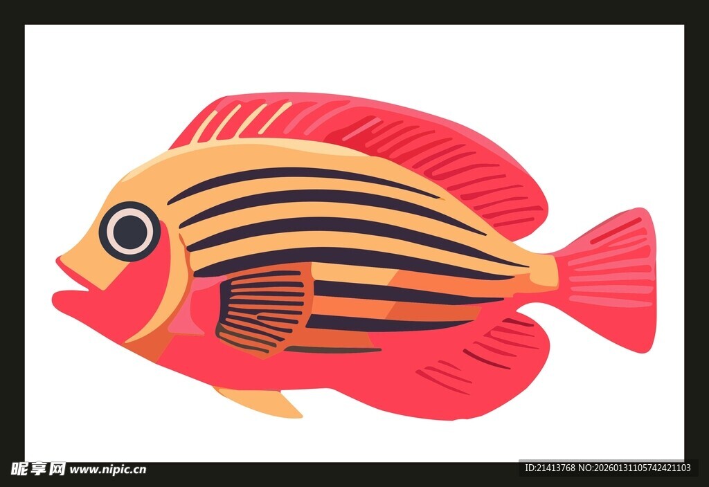 条纹红鱼插画