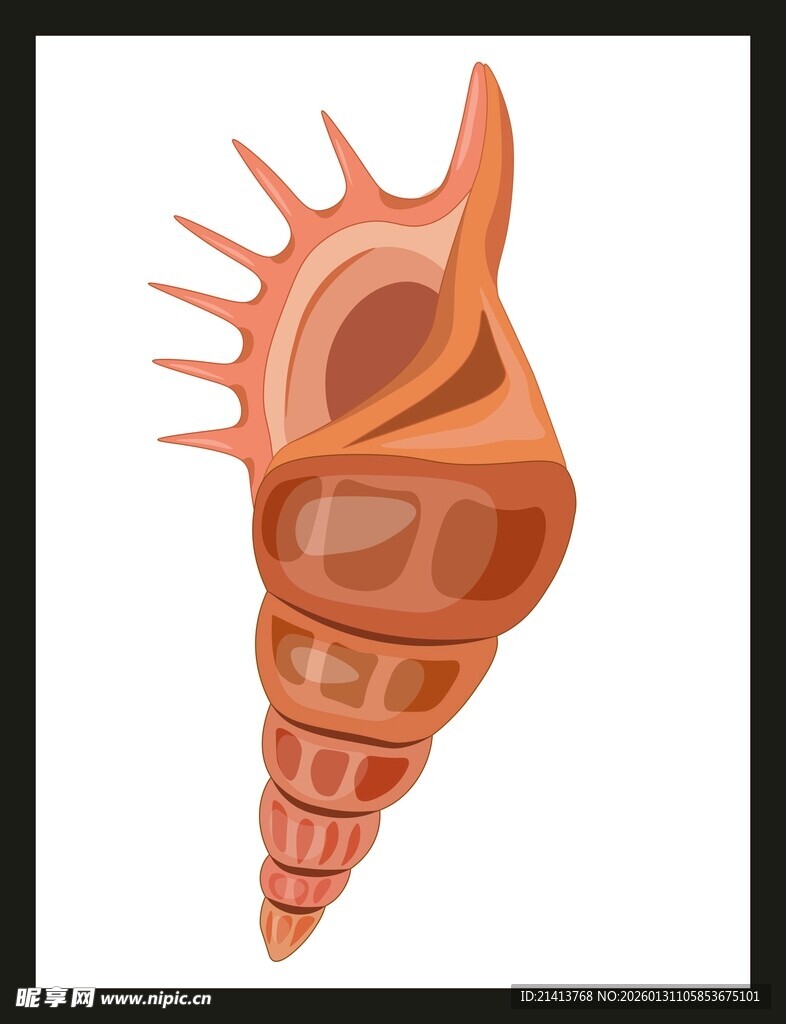 橙色条纹海螺特写