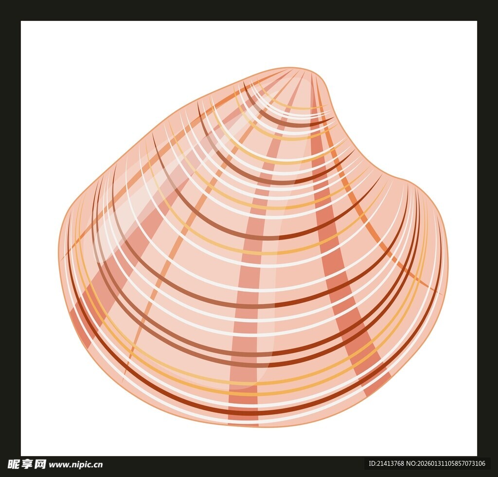 彩色条纹海螺插画