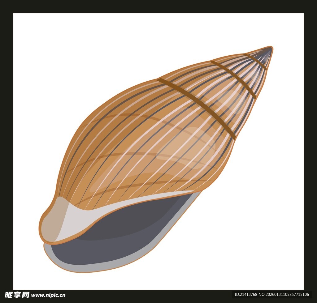 蓝色格子贝壳插画