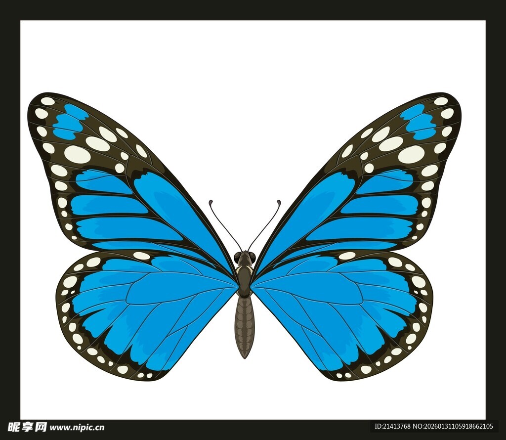 棕色斑点蝴蝶插画