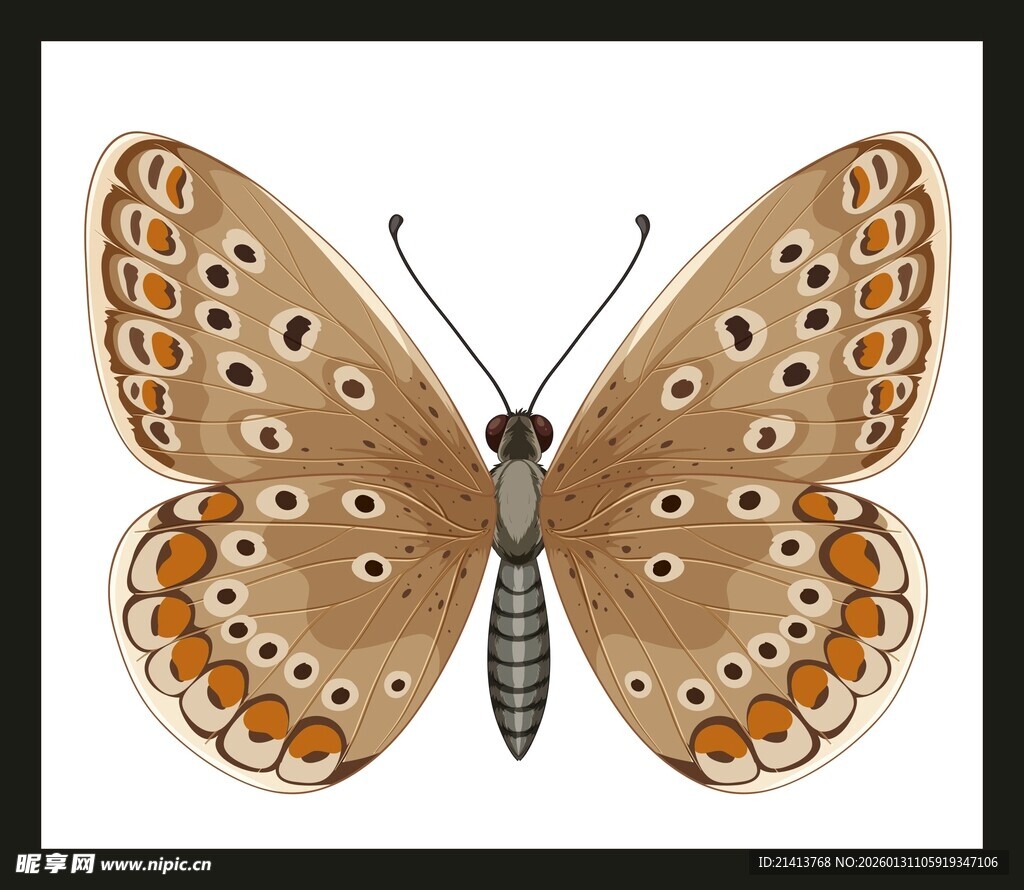 蓝橙相间美丽蝴蝶特写