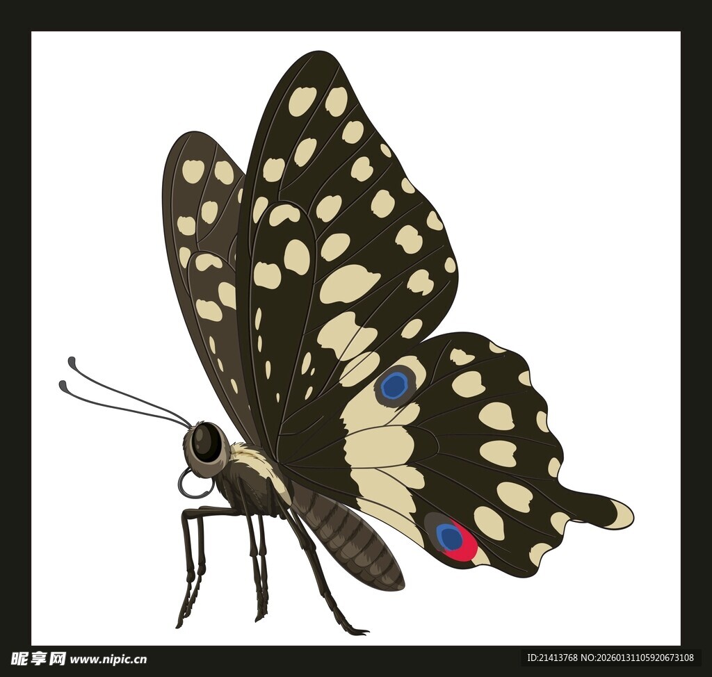 橙白相间蝴蝶特写