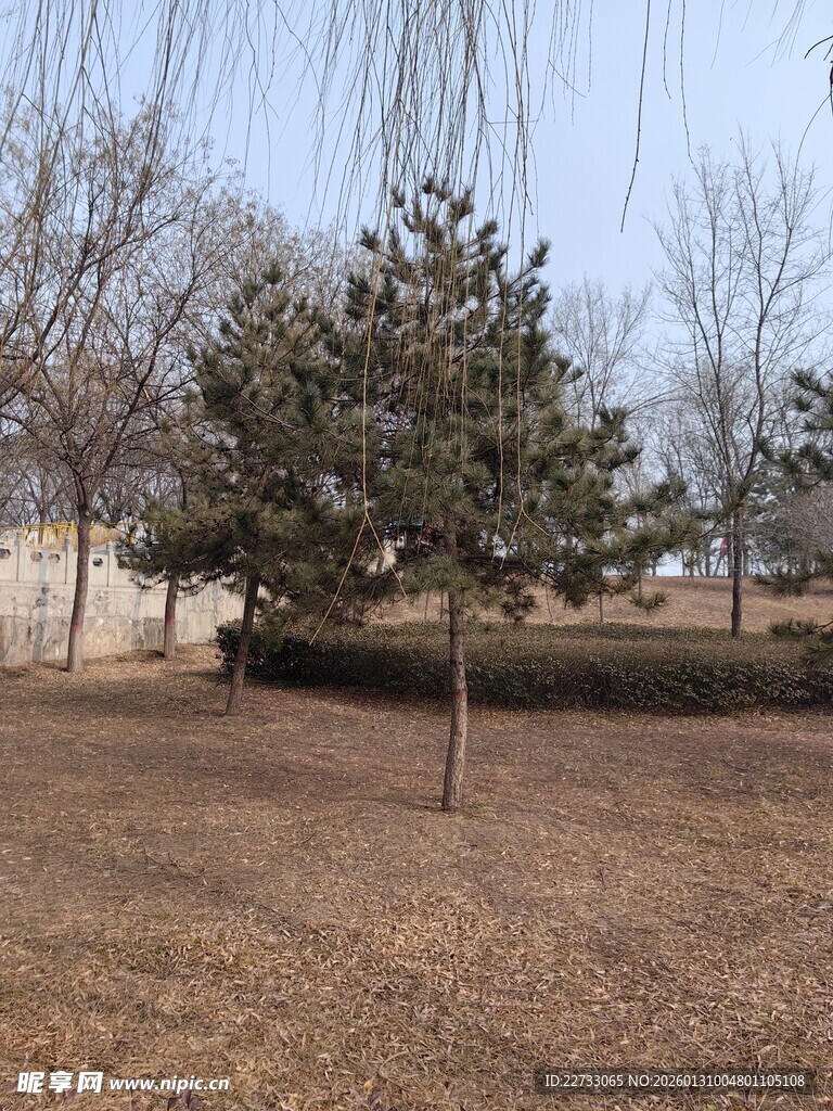 冬日公园树木景观