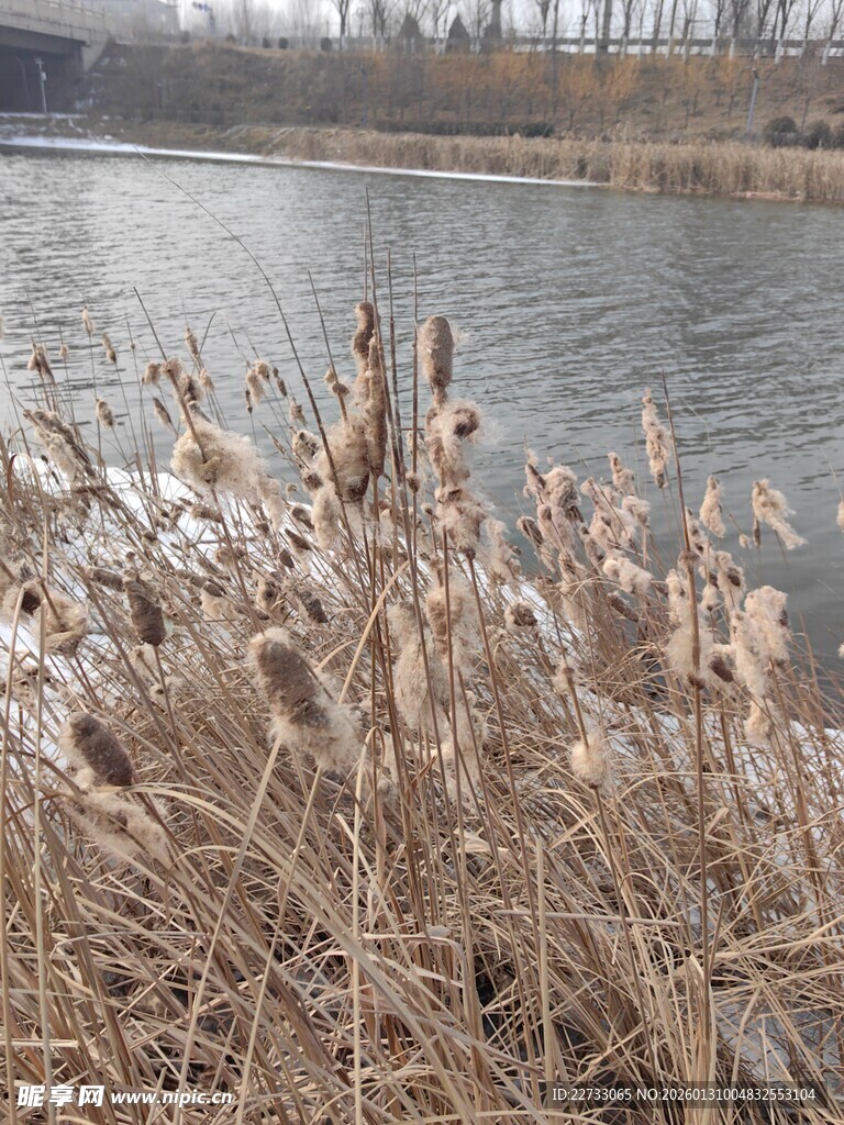 湖畔干枯芦苇景观