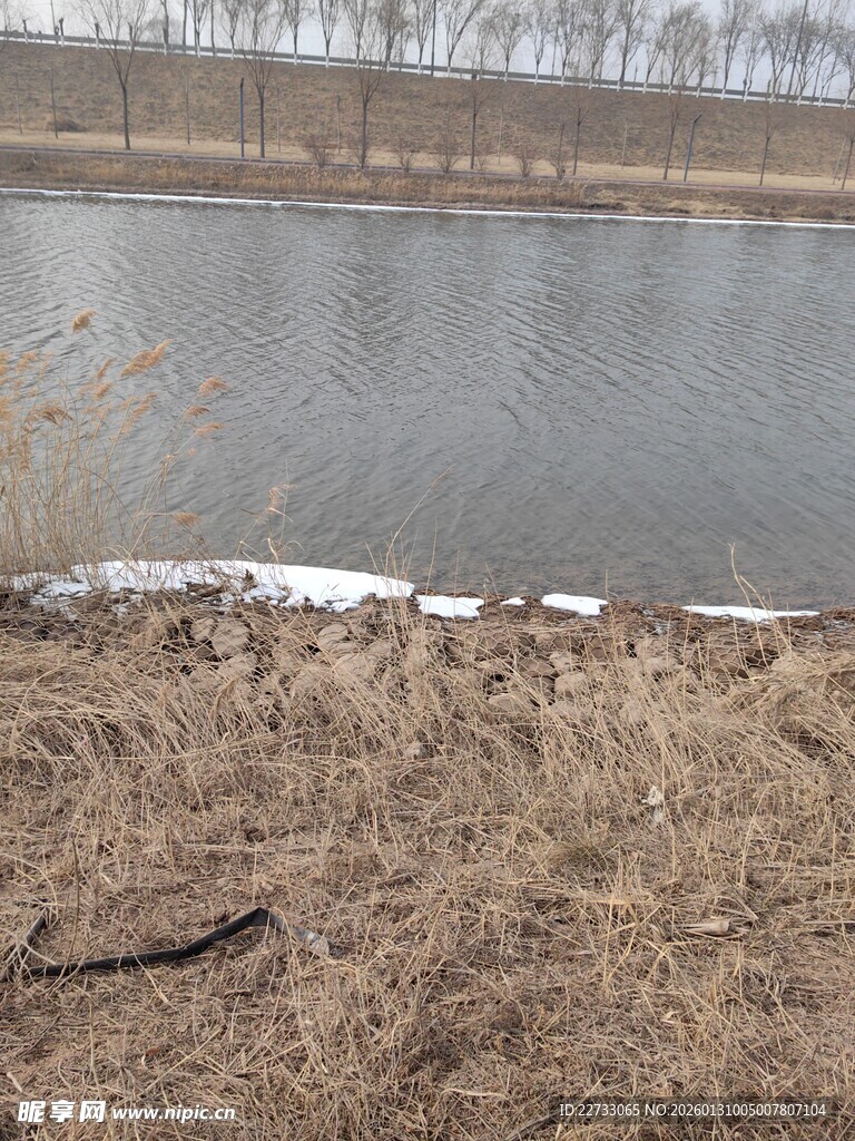 冬日湖边枯草