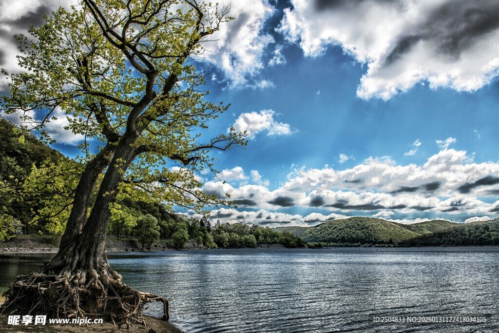 湖畔孤树映蓝天美景