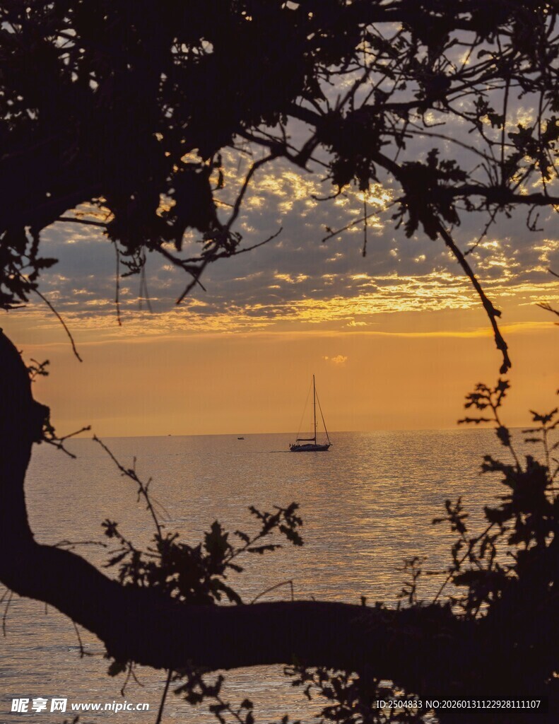夕阳下的海面与树枝剪影