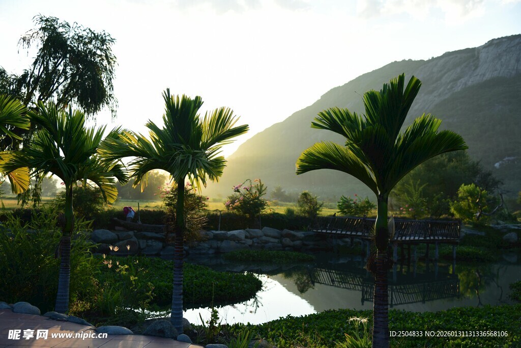 夕阳下的河畔棕榈景观