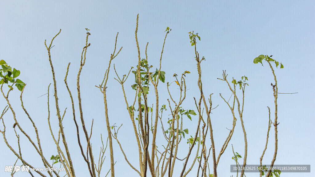 蓝天映衬下的新生植物