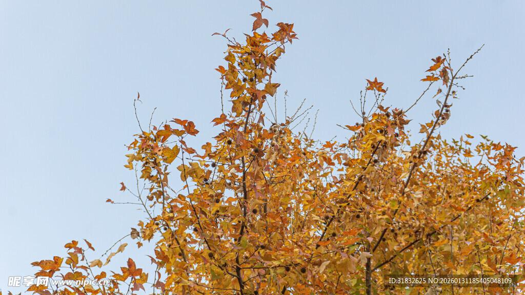 秋日树梢的斑斓黄叶
