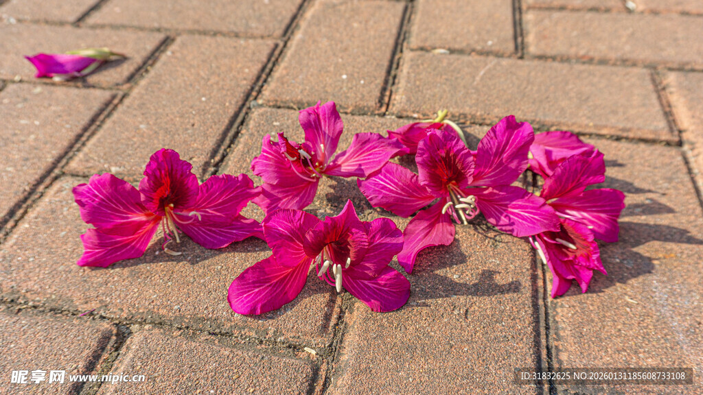 地上绽放的娇艳玫红紫荆花