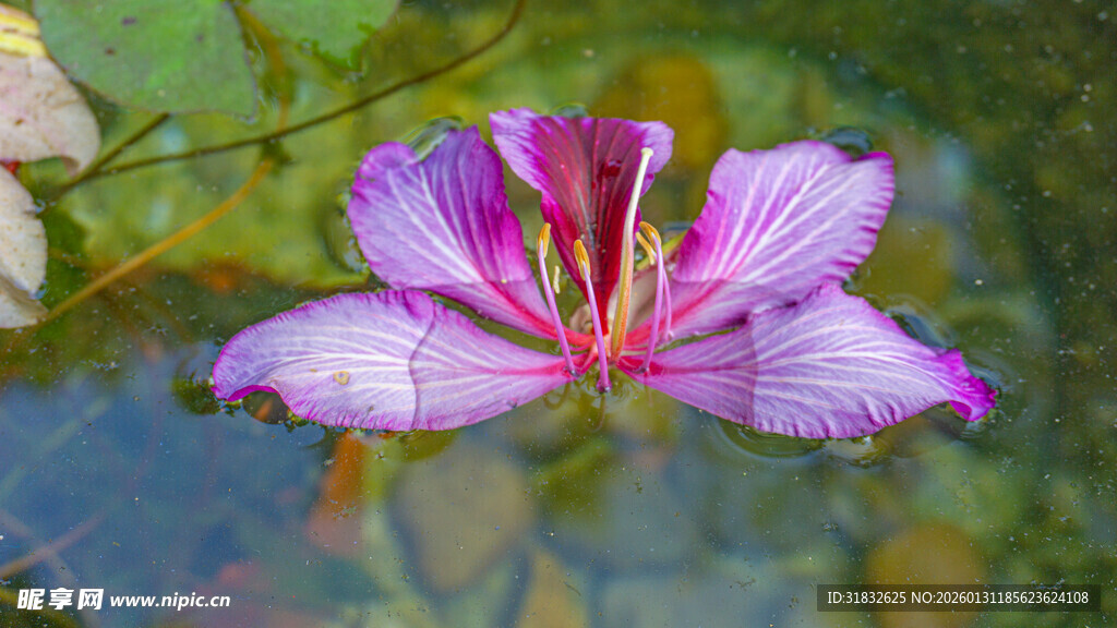水中绽放的美丽紫荆花