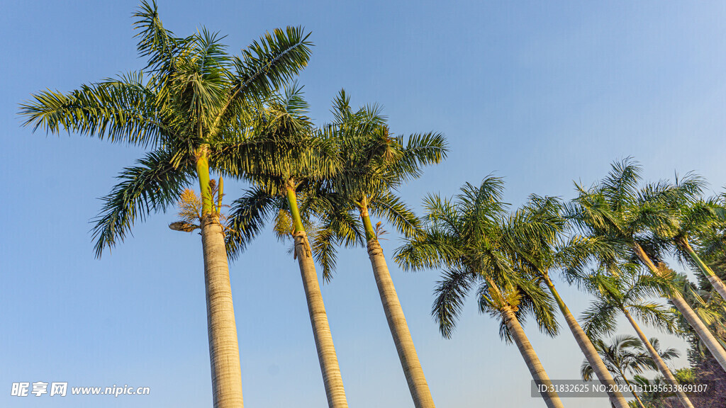 蓝天映衬下的高大棕榈树