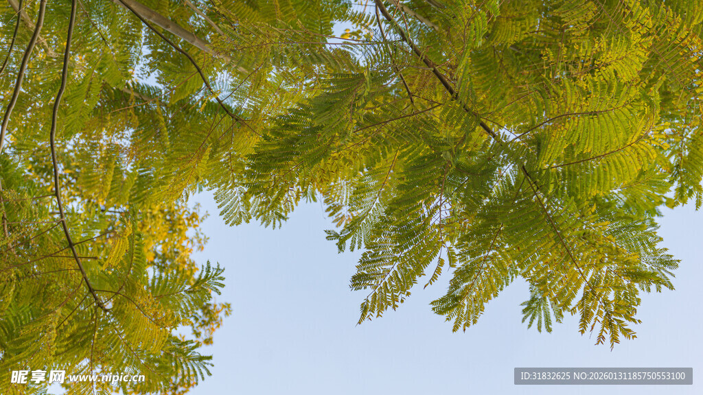 仰视翠绿繁茂的树叶