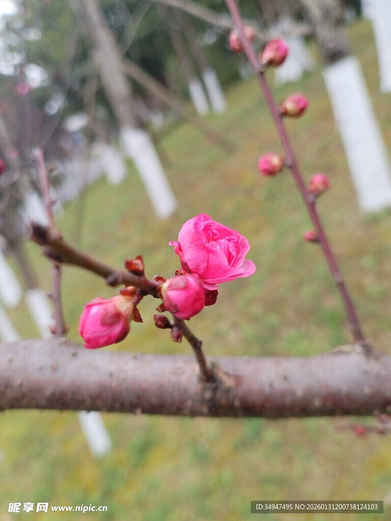 枝头绽放的娇艳粉色梅花