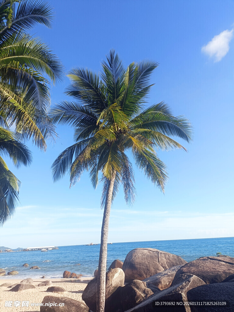 热带海滩椰树海景风光