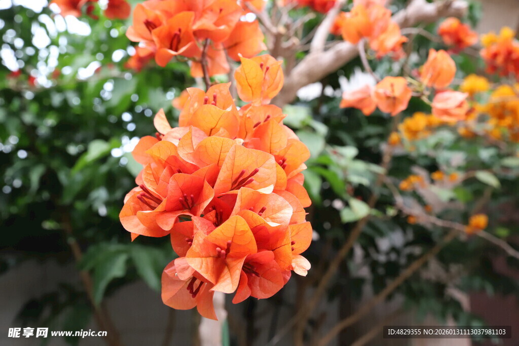 鲜艳橙花绽放枝头