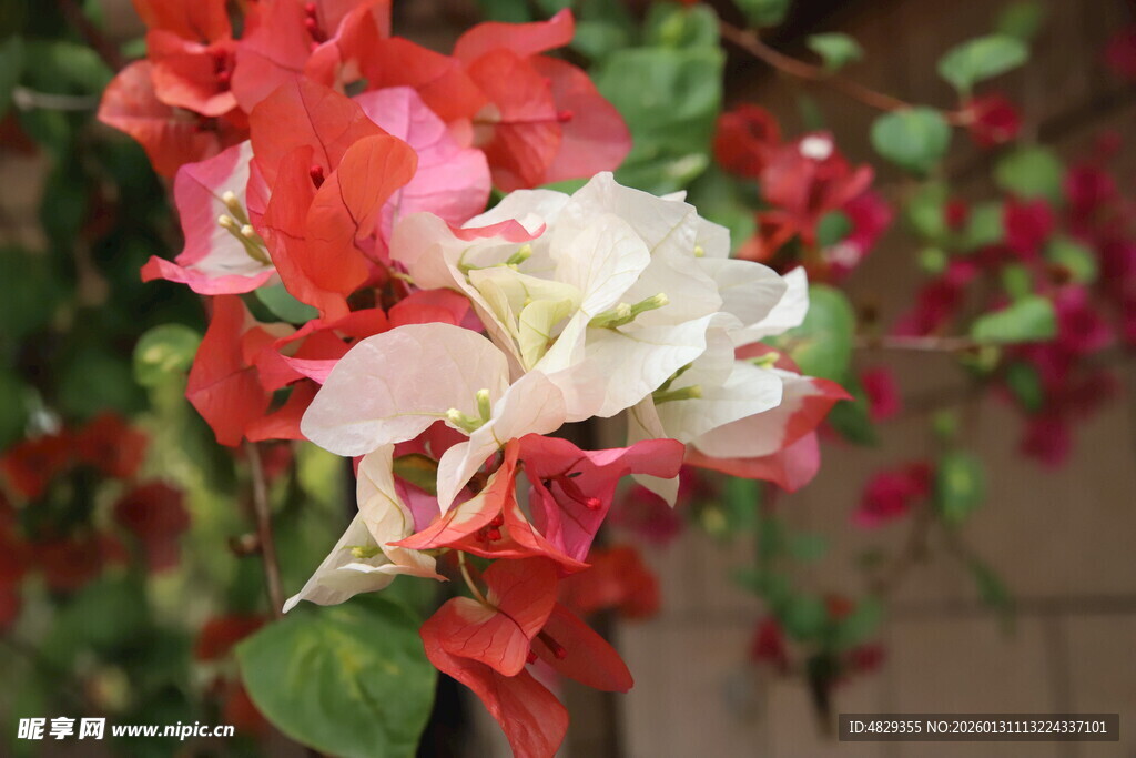 多彩三角梅绽放