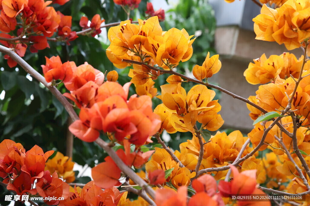 艳丽绽放的多彩花卉