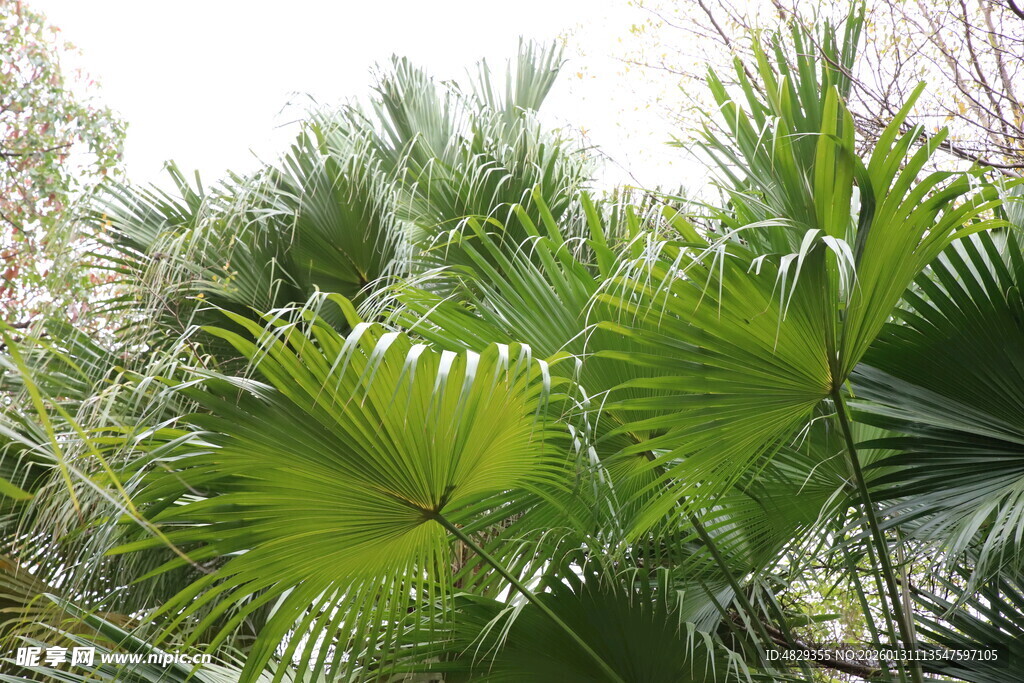 翠绿棕榈叶 尽显自然生机