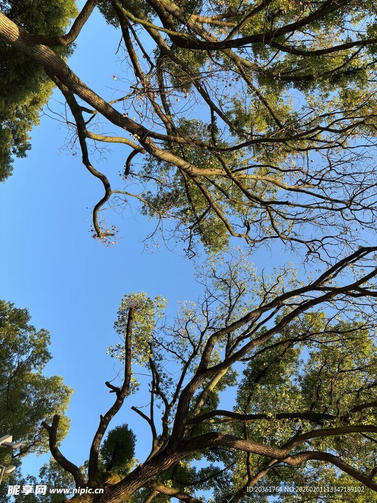 仰视繁茂树枝与蓝天