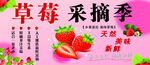 草莓采摘季开启