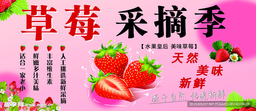 草莓采摘季开启