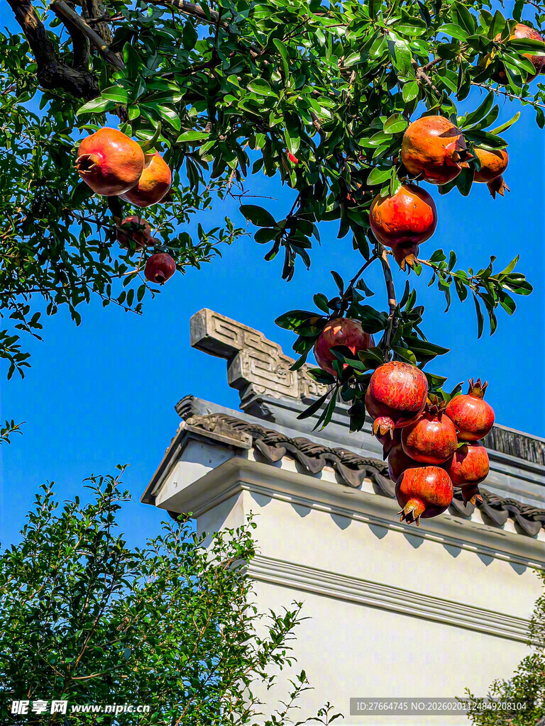 枝头红柿映蓝天古瓦
