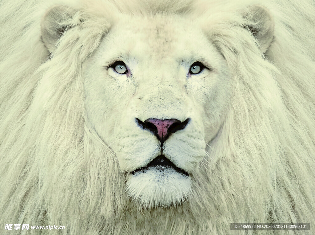 威严白狮特写