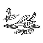 茴香手绘黑白色植物叶片图案