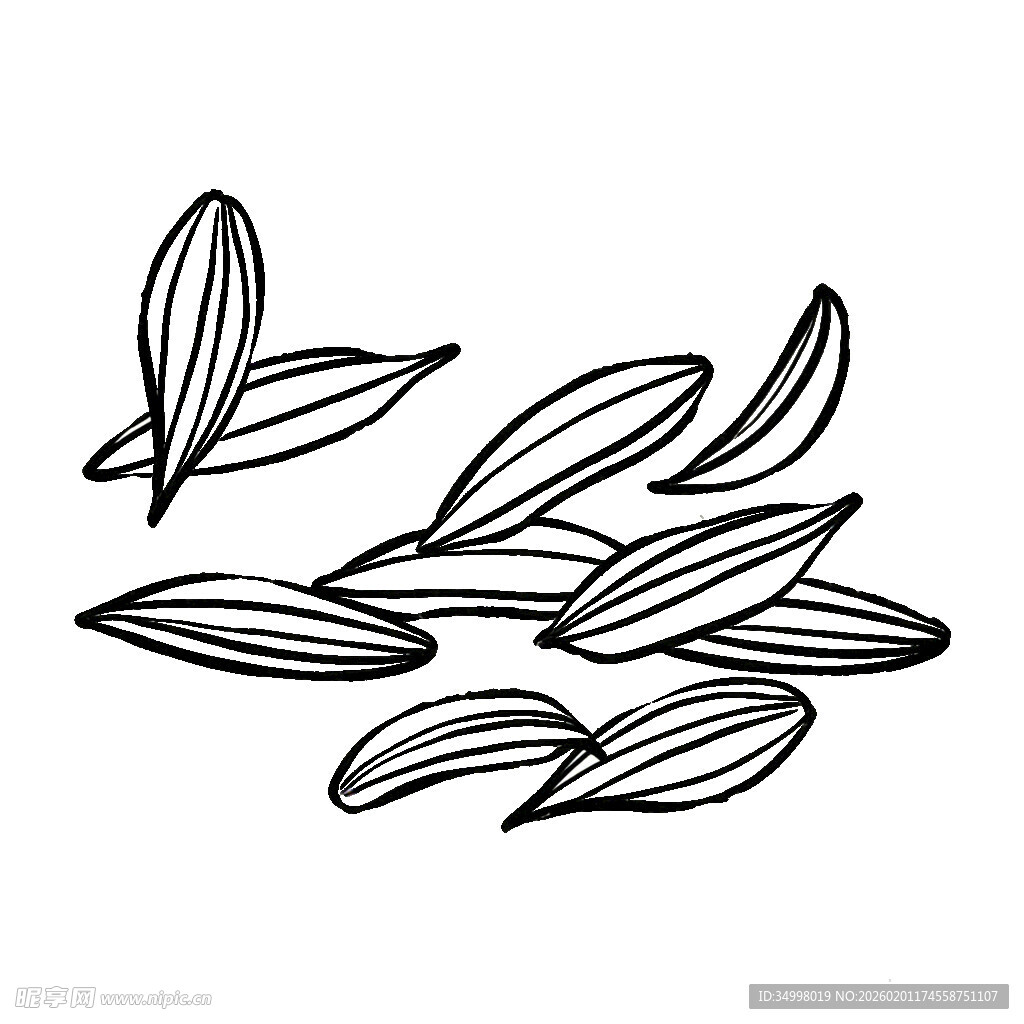 茴香手绘黑白色植物叶片图案