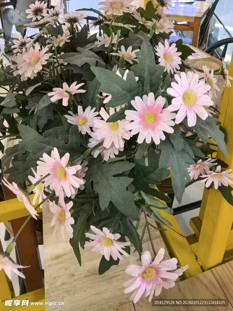 粉色雏菊盆栽装点室内空间