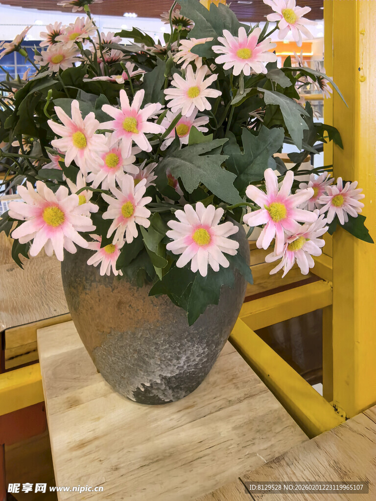 粉色雏菊盆栽置于木台