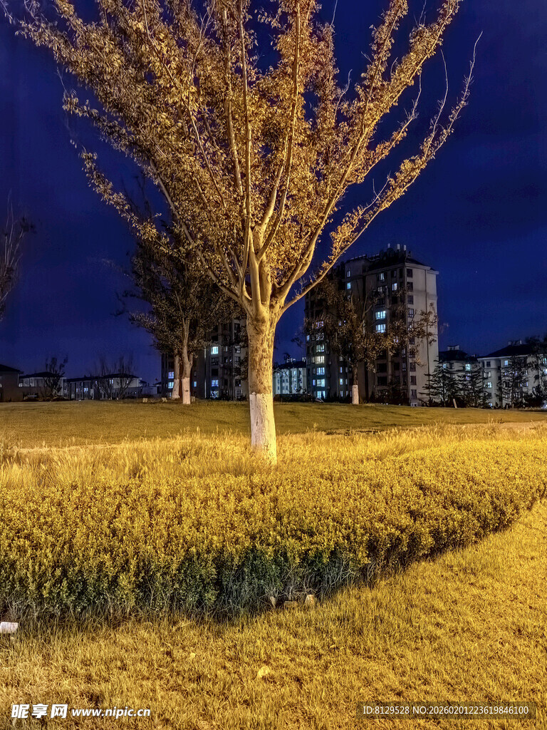 夜幕下的金黄草地与树木