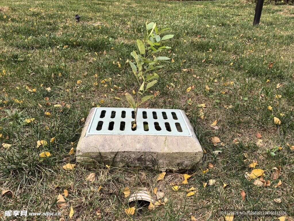 草地上的格栅与小绿植