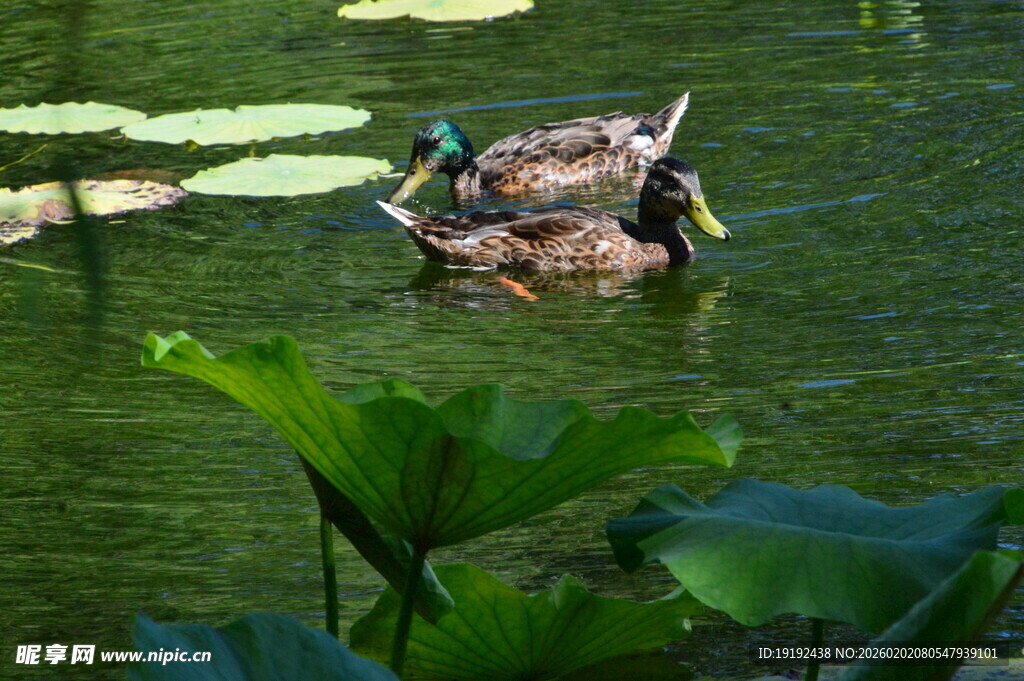 荷塘野鸭子  