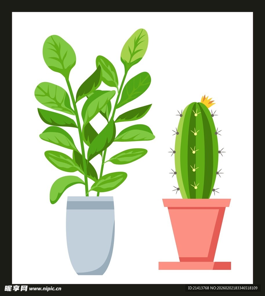 两盆绿植仙人掌与阔叶植物