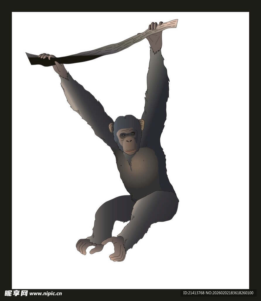 悬挂树枝的黑猩猩