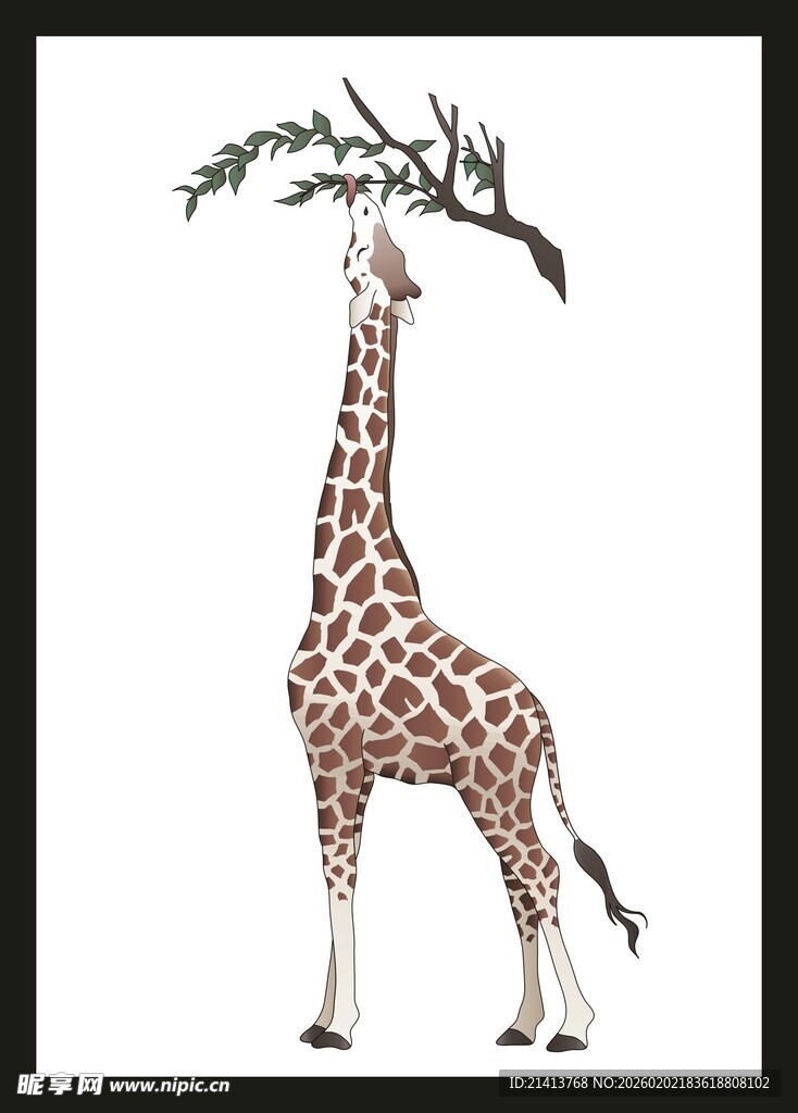 长颈鹿仰头吃树枝